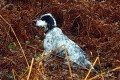 Setter Anglais BELLE DU LONG BEC D'ENCHANET Setter Anglais BELLE DU LONG BEC D'ENCHANET